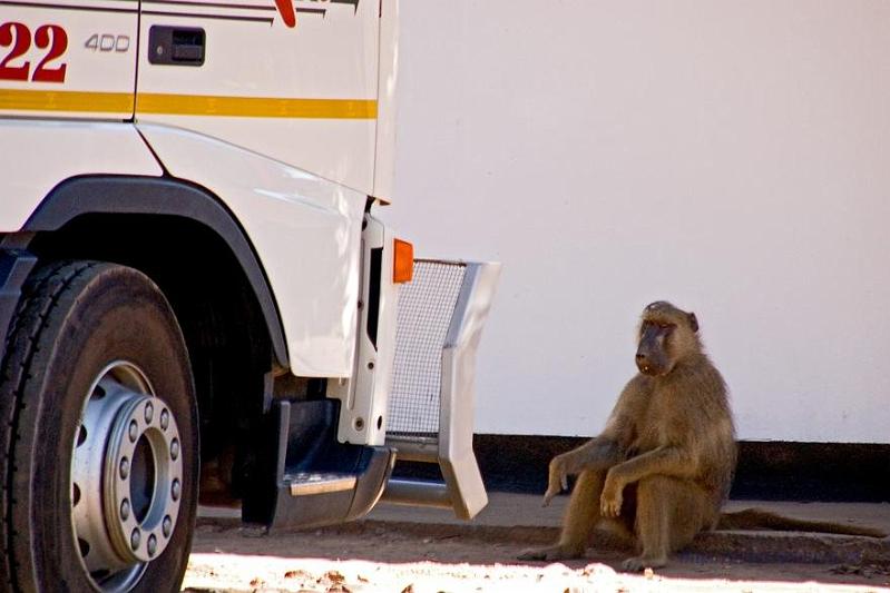 Zimbabwe travel (7).jpg - Is he looking impressed?
